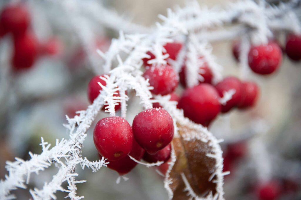 Red Berries on a frosty winter day at countryside wedding venue