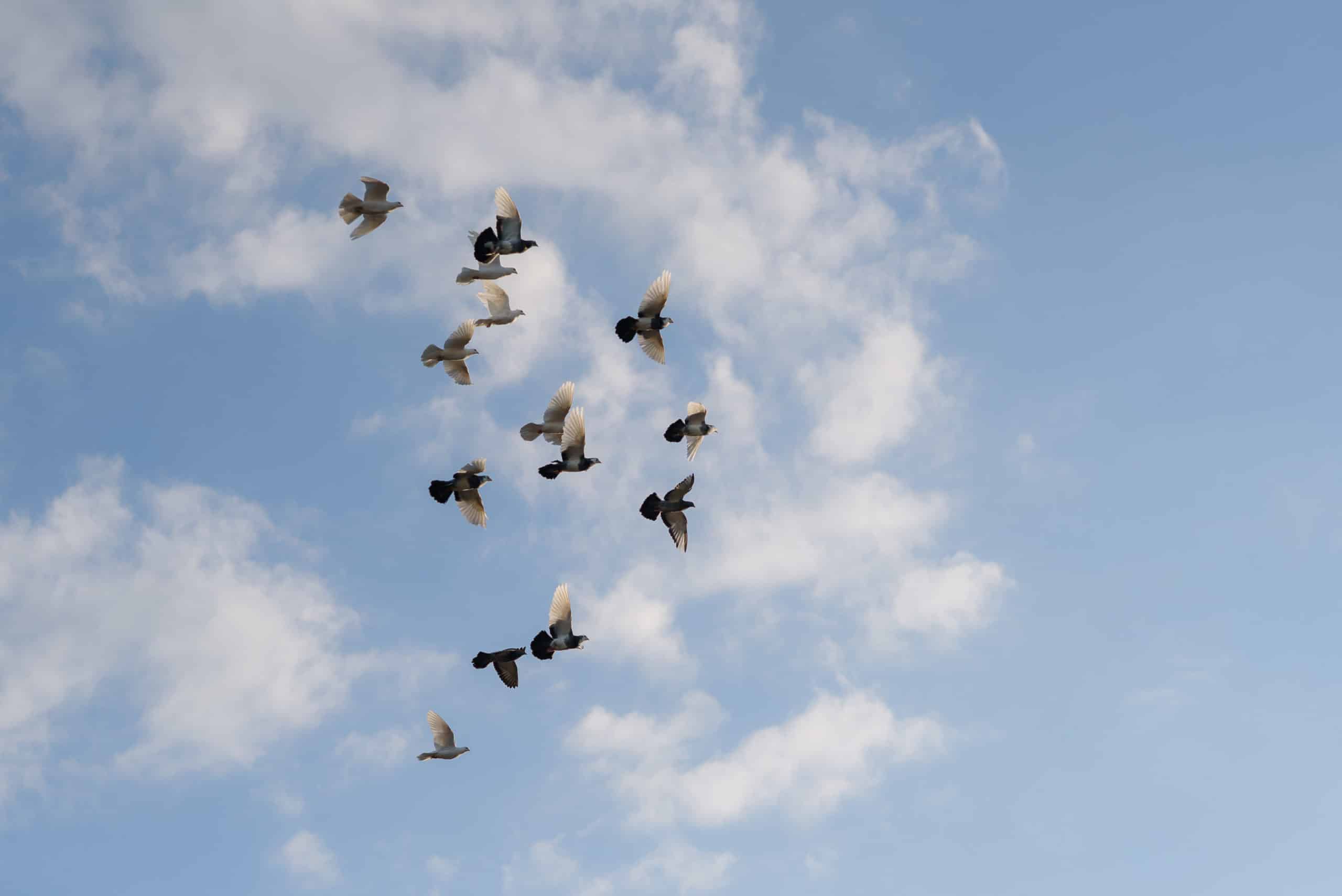 Birds in flight against blue sky and clouds