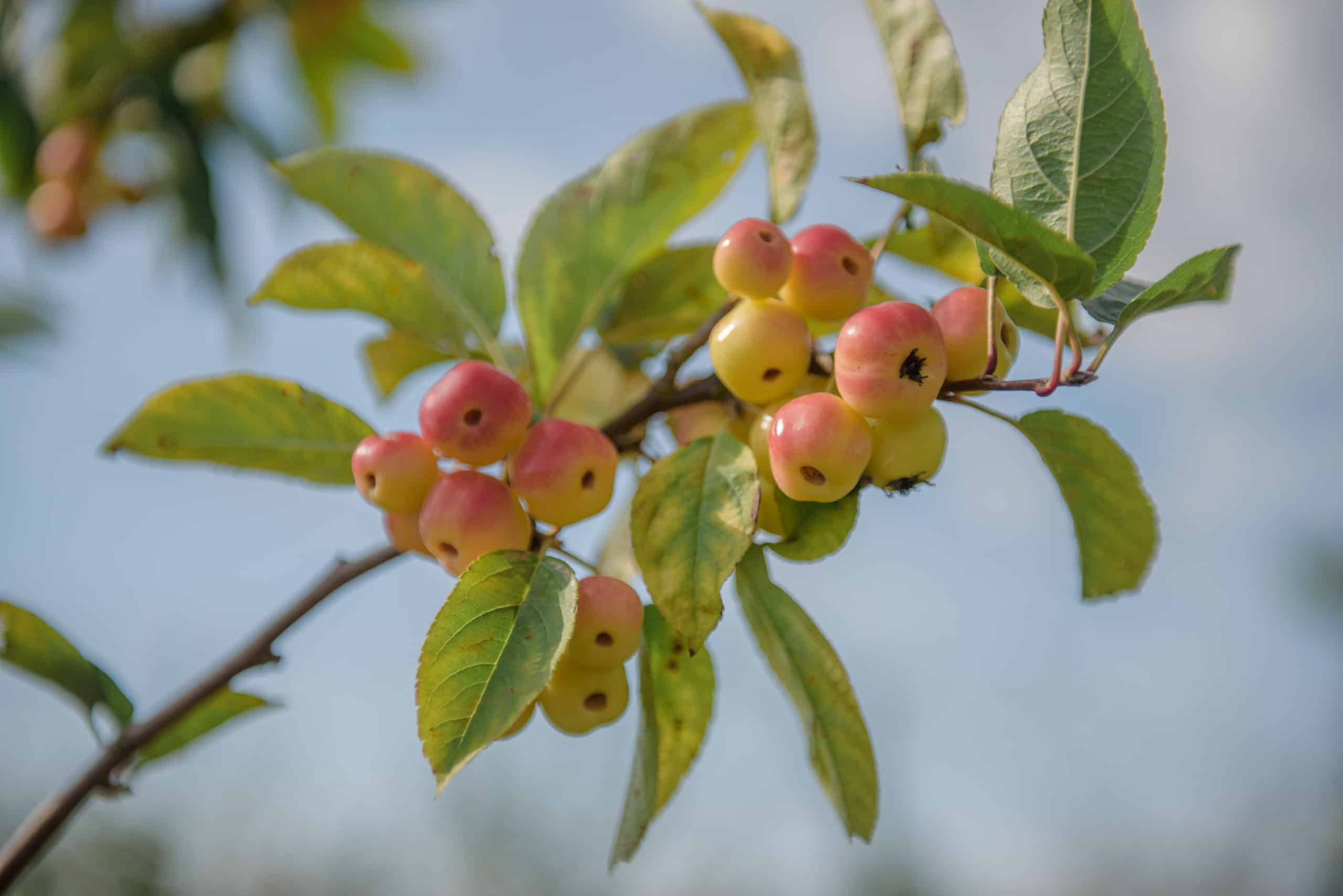 Crab apples growing against a blue sky at field to fork wedding venue