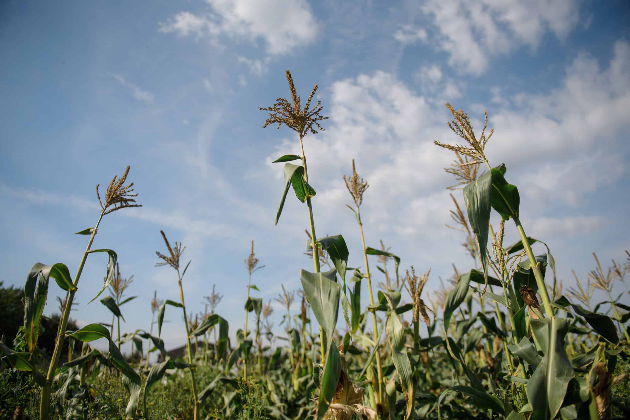 Corn growing on farm at sustainable field to fork wedding venue