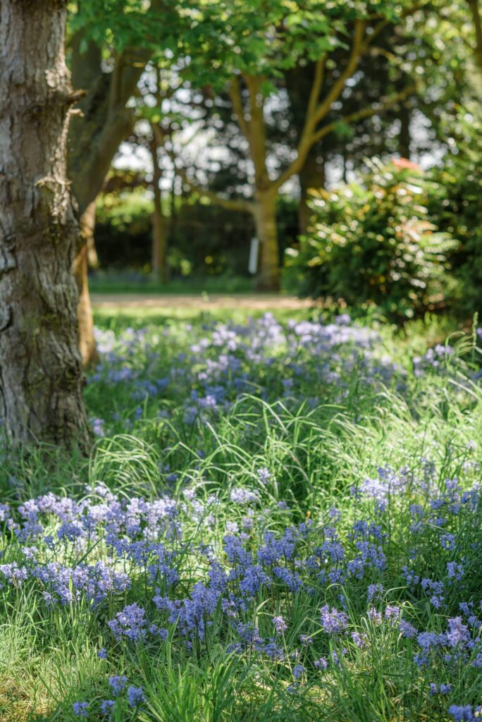 Bluebells at South Farm