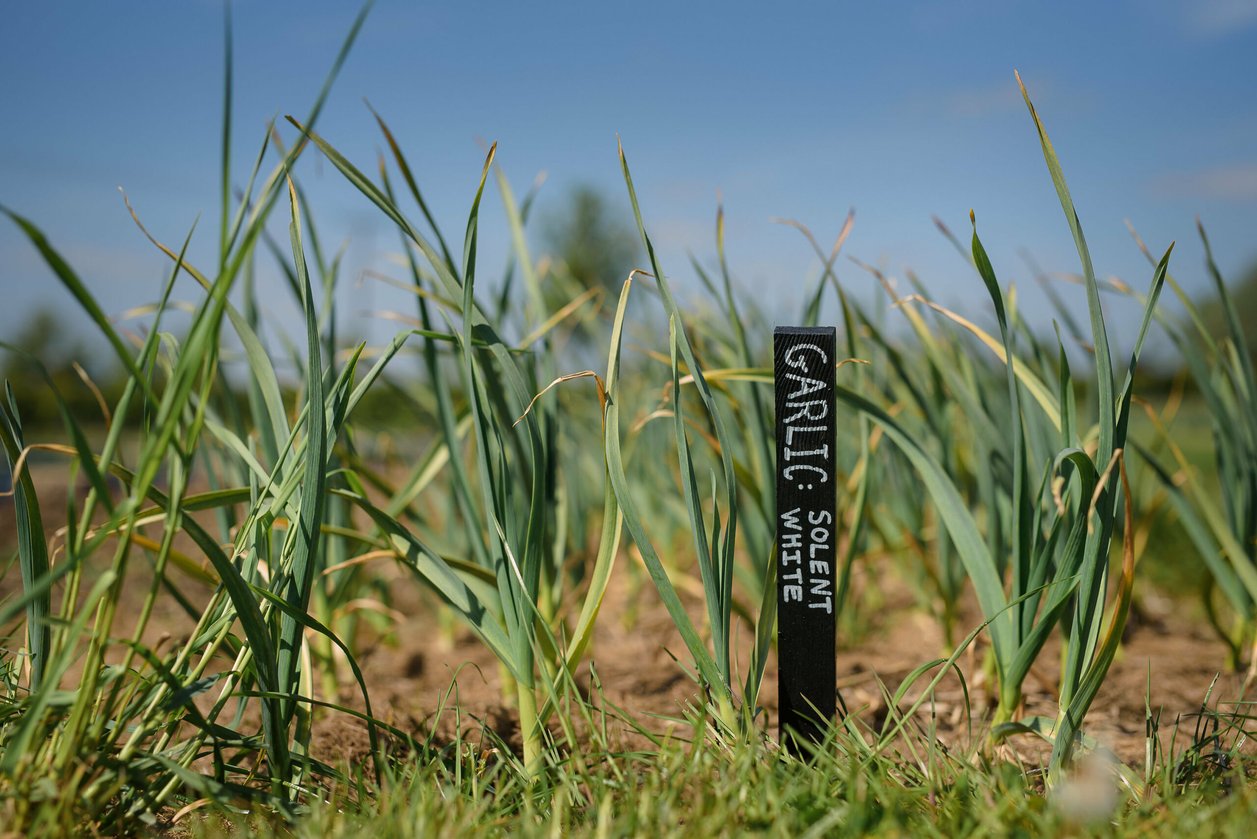 Leeks growing at our farm