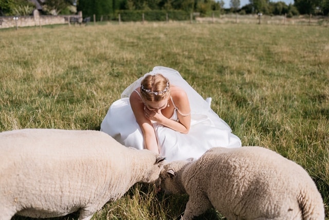 Bride sitting feeding sheep in field at Farm Wedding at South Farm