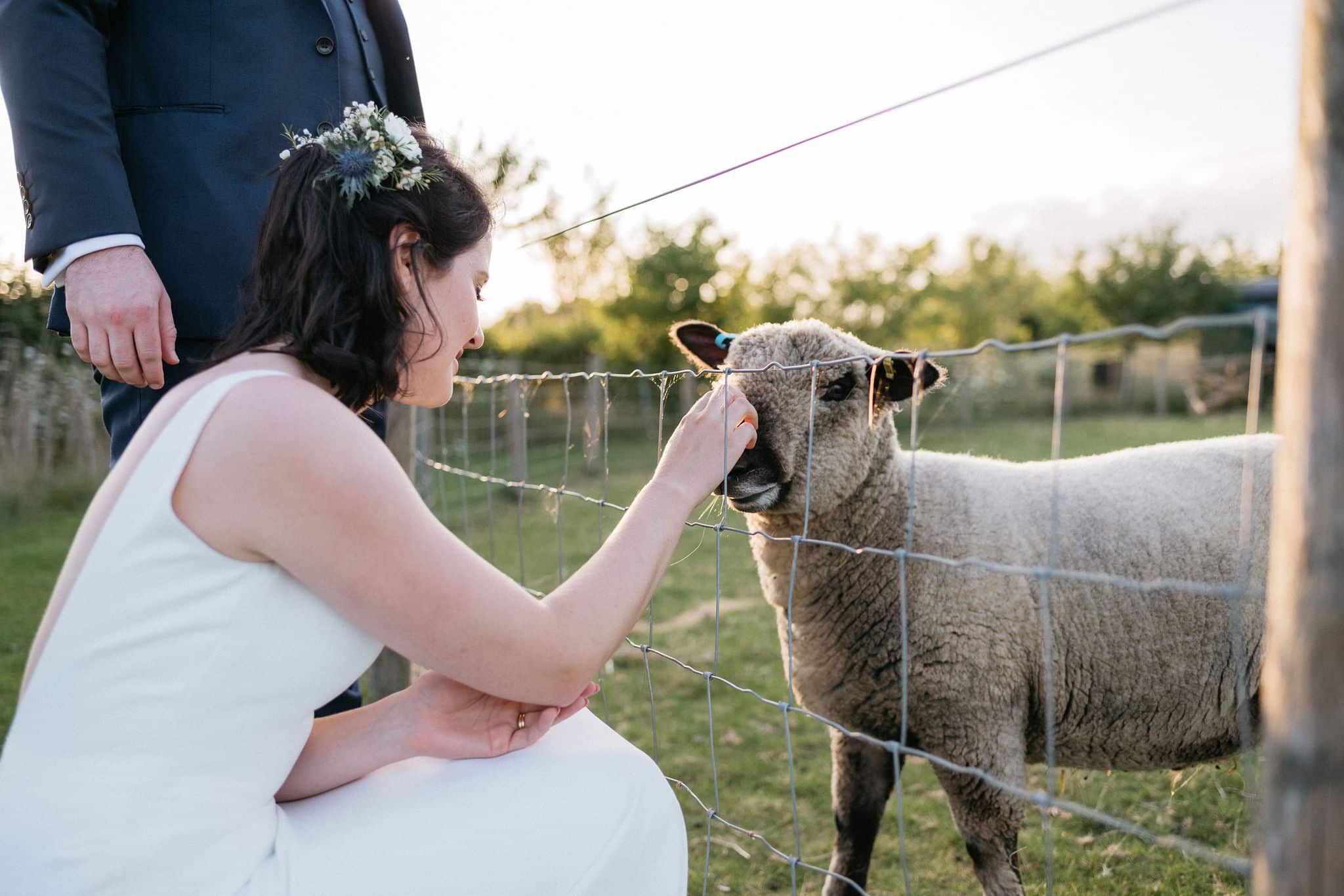Bride with Sheep at Farm Wedding Venue