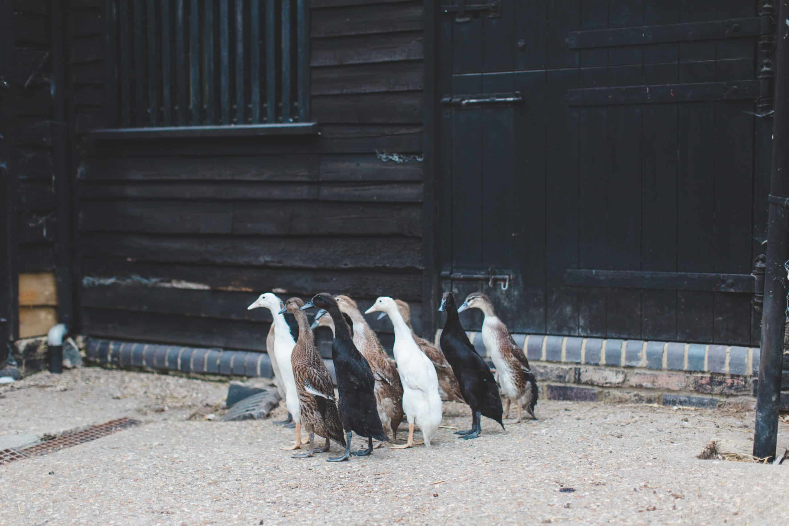 Farm Wedding Venue Runner Ducks