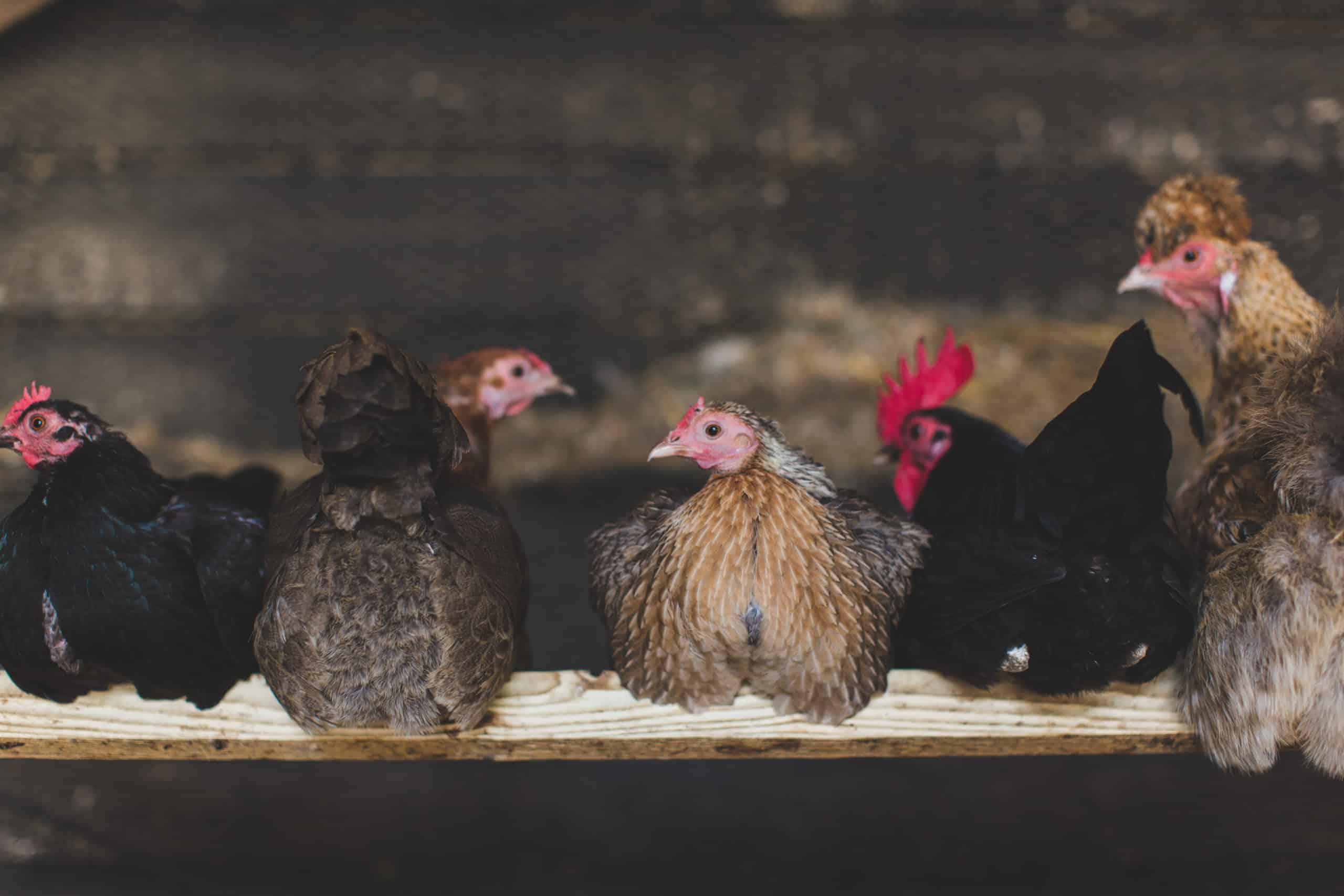 Farm Wedding Venue Chickens Roosting
