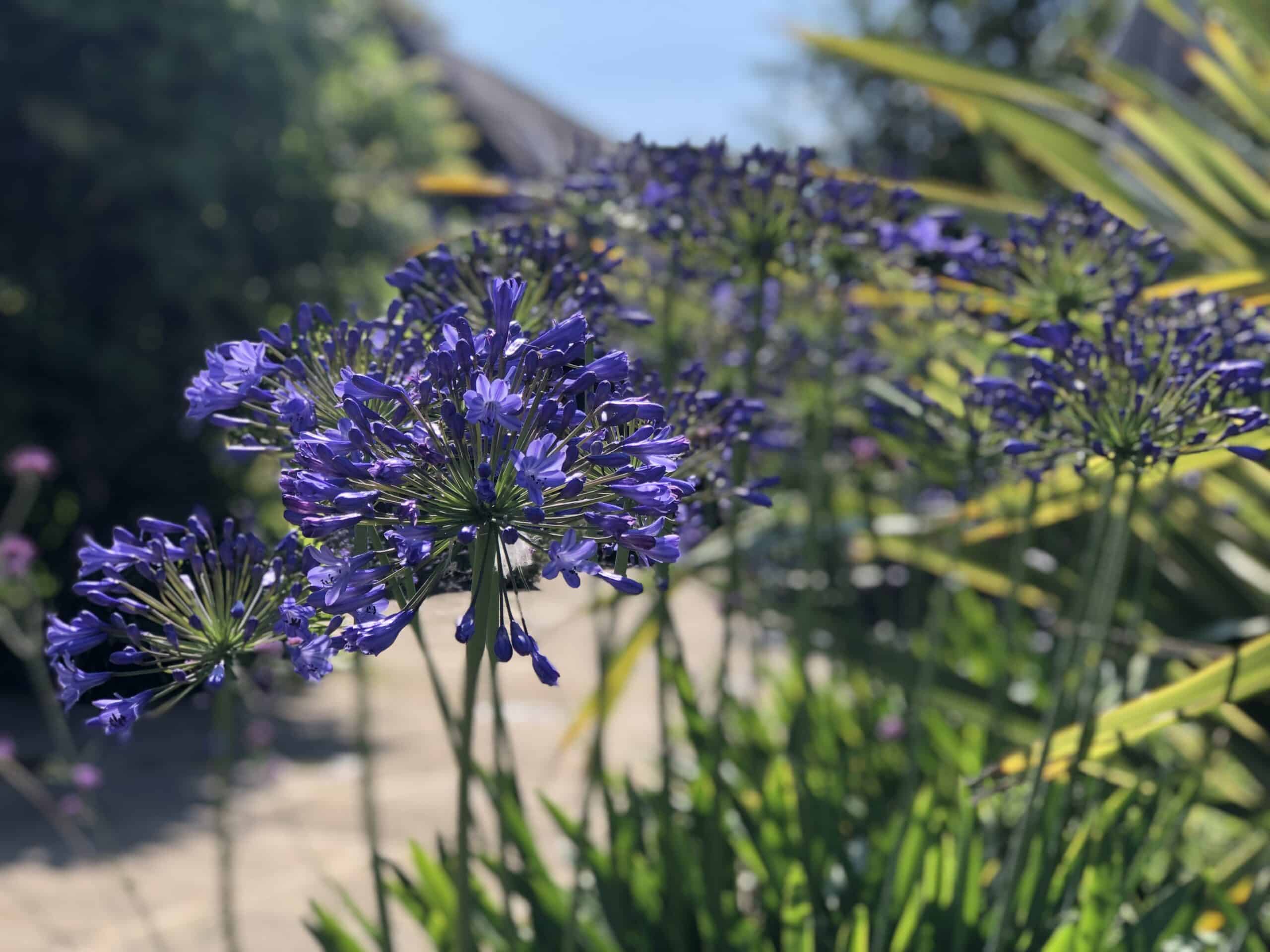 Beautiful blue purple Agapnathus in bloom on sunny day at Garden Wedding Venue