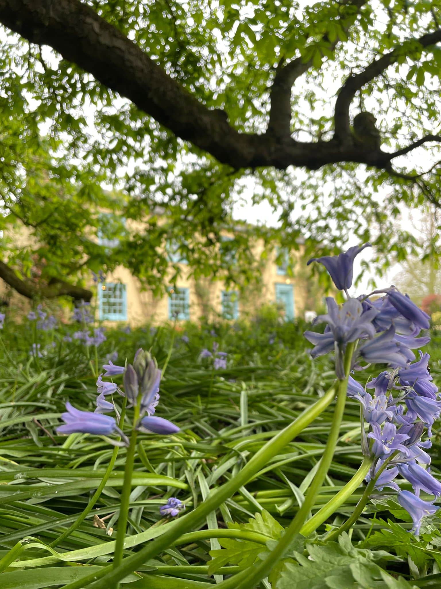 BLUEBELLS AT SPRING WEDDING VENUE