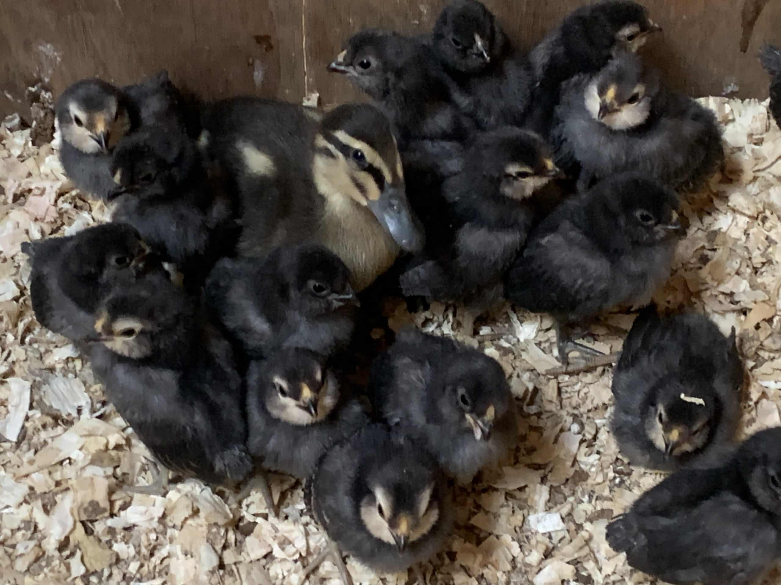 Bantam Chicks and one Runner Duck Chick nestle together