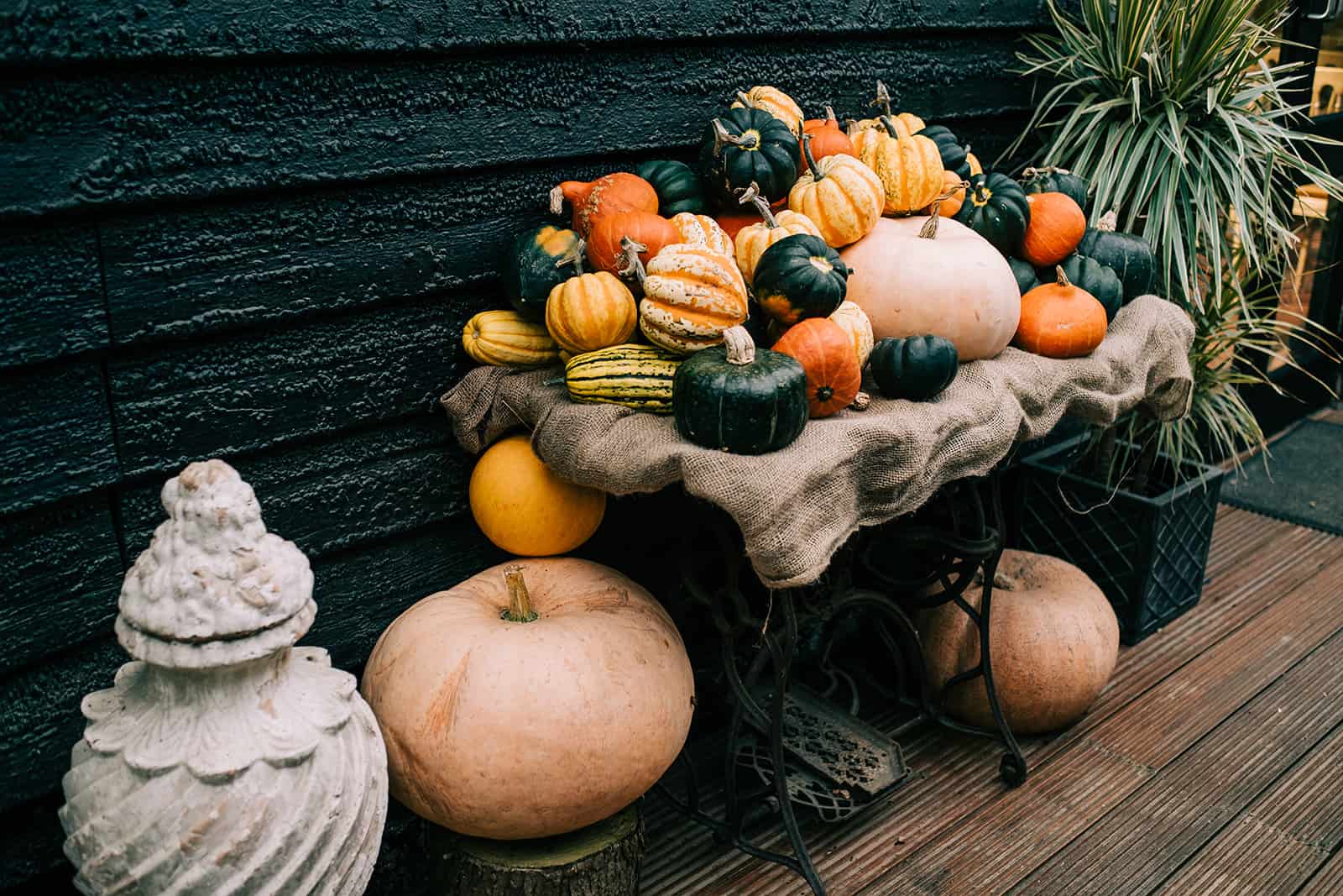 Pumpkns and squash from the small holding