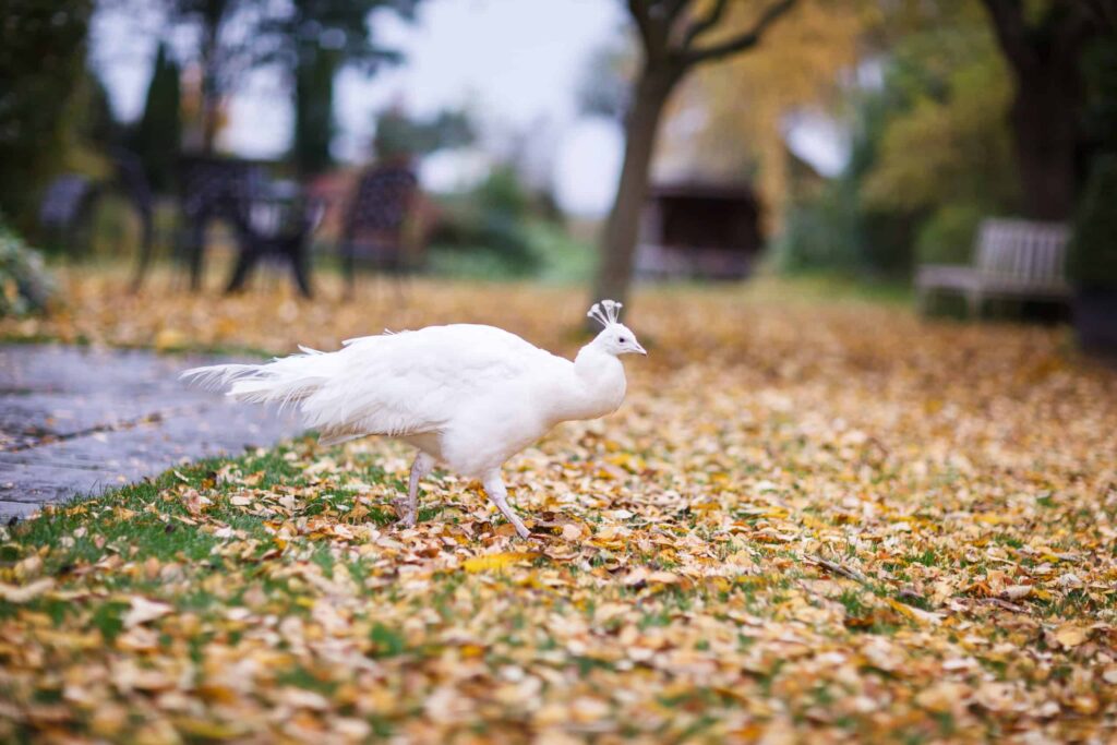 Farm Wedding Cambridge White peacock in autumn leaves