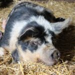 Chilled Pig South Farm