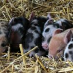 Piglets South Farm Royston