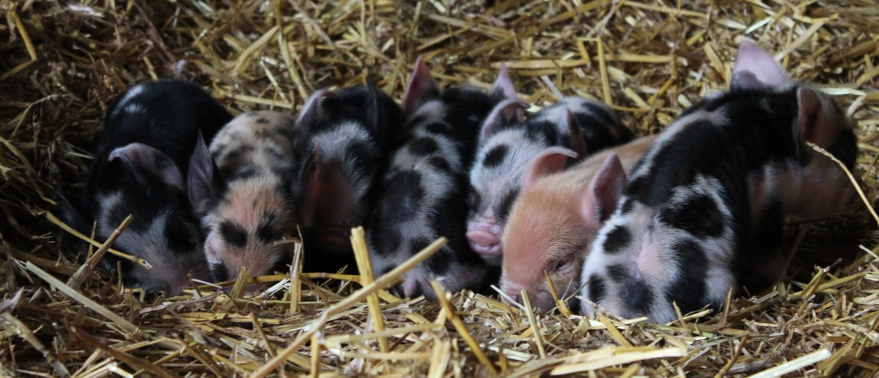 Piglets South Farm Royston