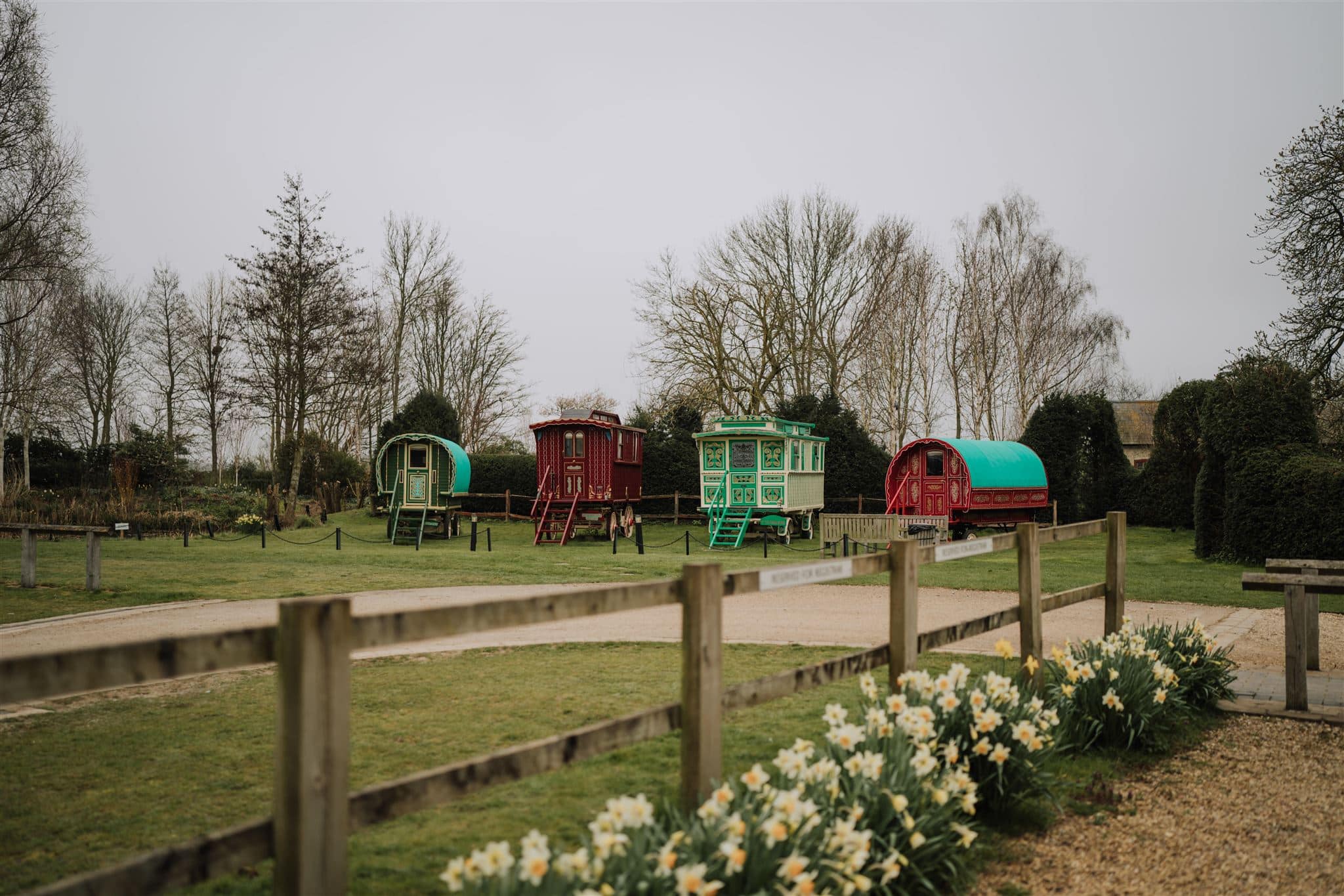 Spring Daffodils in front to Romany Glamping Wagons at South Farm Wedding Venue