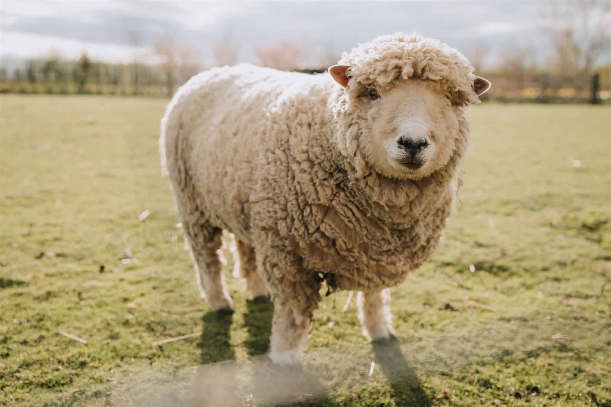 Woolly Sheep in Paddocks at Farm Wedding Venue