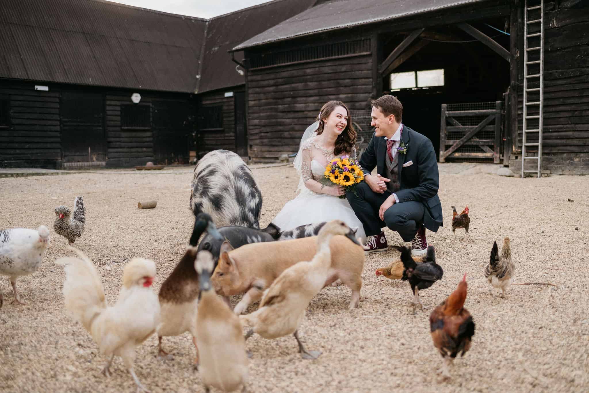 Bride and Groom in the barnyard at South Farm with chickens and piglets