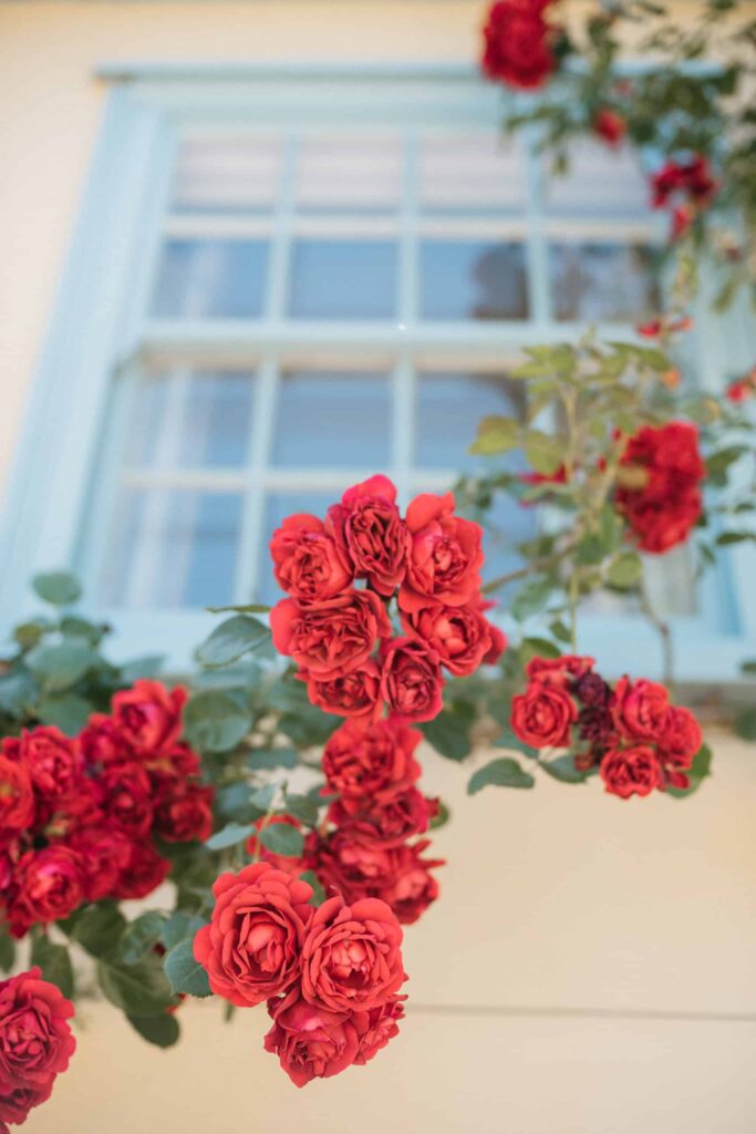 Red Roses and Blue Window Frames at South Farm