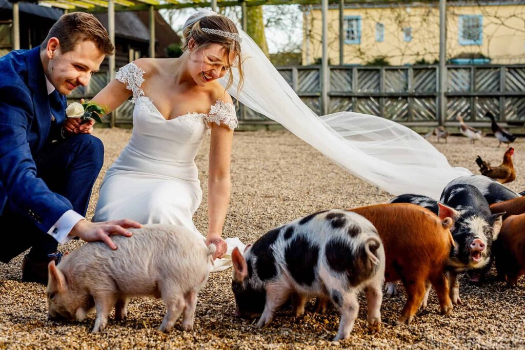 Bride and groom on farm wedding day in barnyard surrounded by little piglets