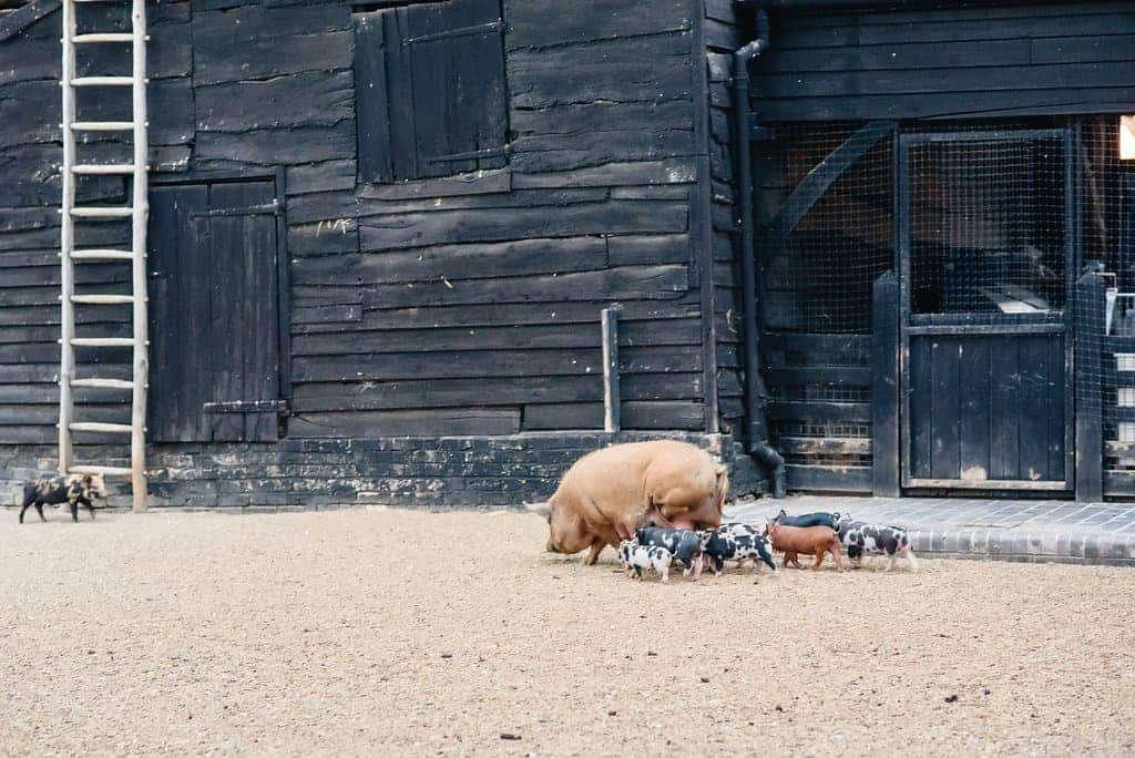 Cambridge Farm Wedding Animals