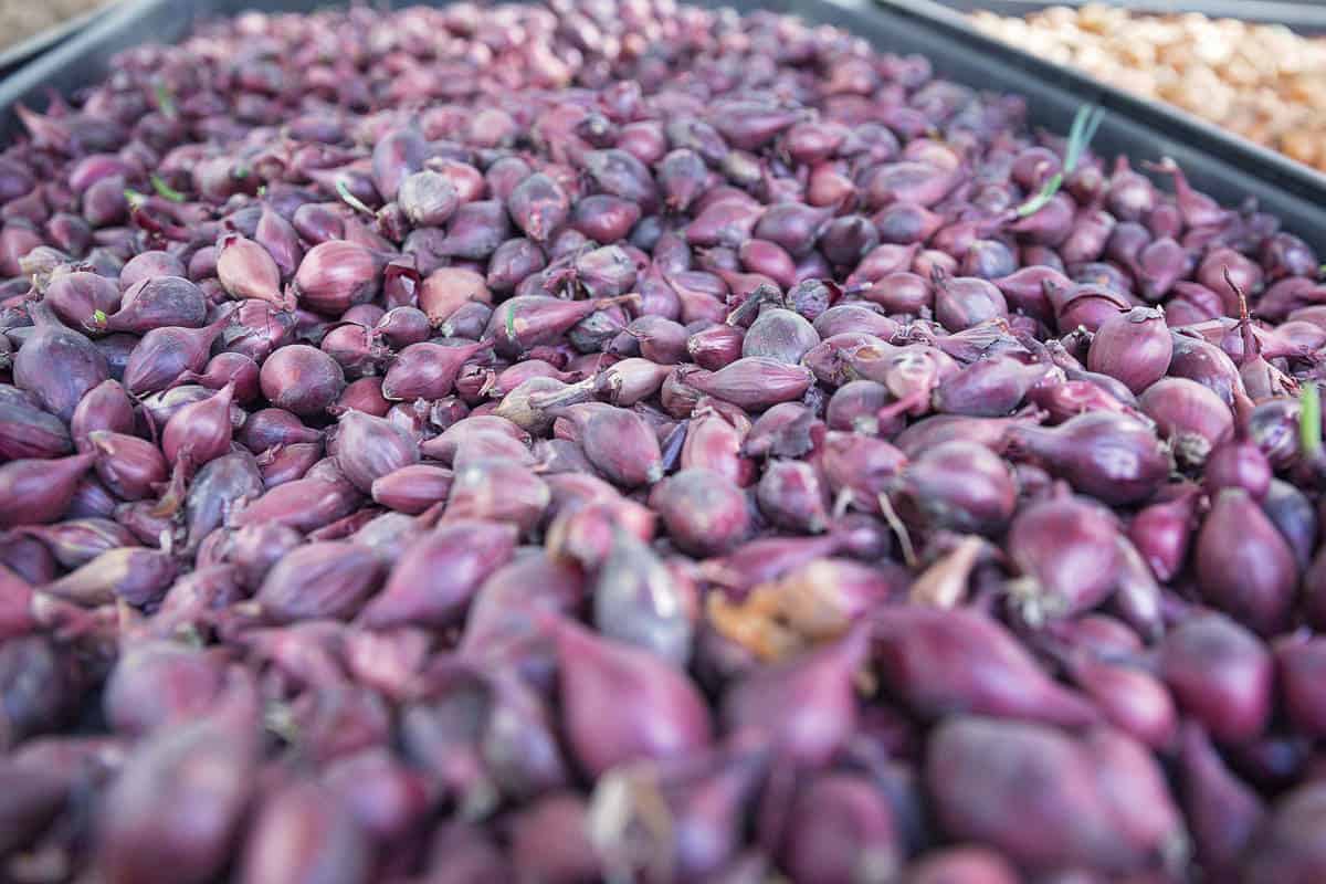 Red onions grown at sustainable wedding venue