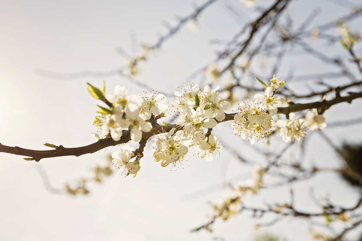 White fluffy Spring blossoms at South Farm in Hertfodshire