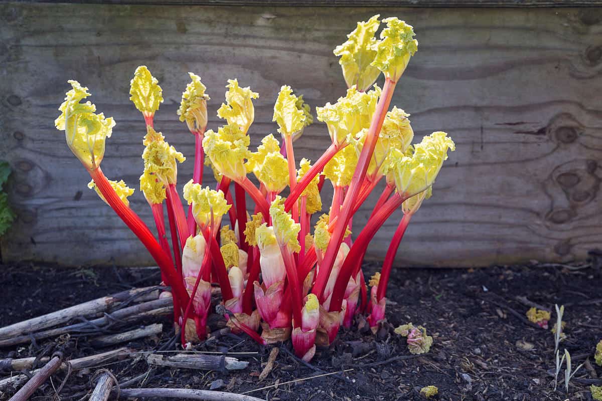 Rhubarb on the Farm