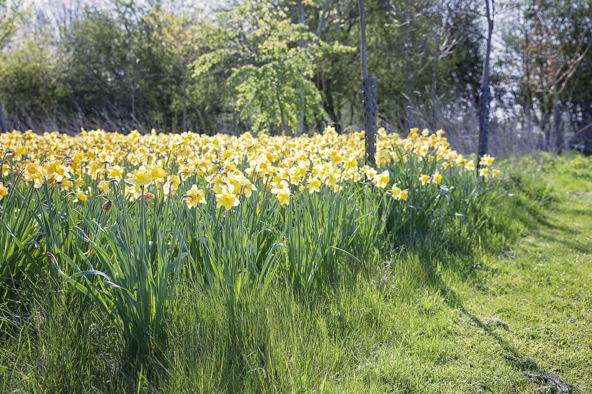 Bright yellow spring daffodils in the meadow at countryside wedding venue