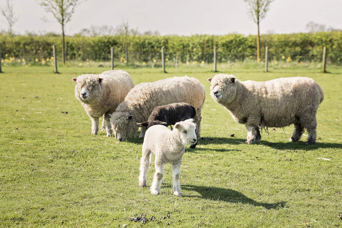 South Farm woolly sheep and lamb in the meadow enjoying the sunshine