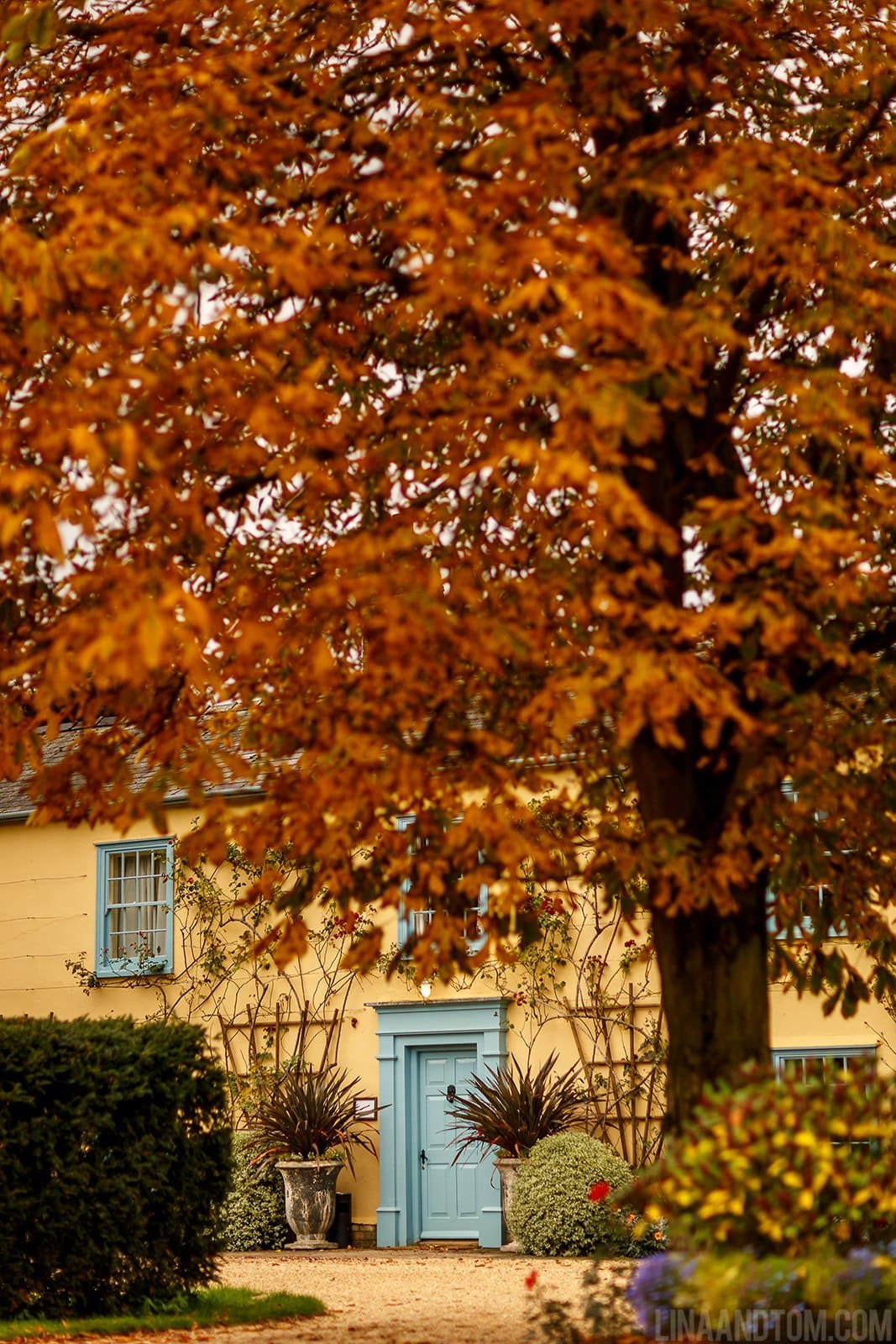 Autumn Colours Red Leaves on the trees at South Farm Cambridgeshire Wedding Venue