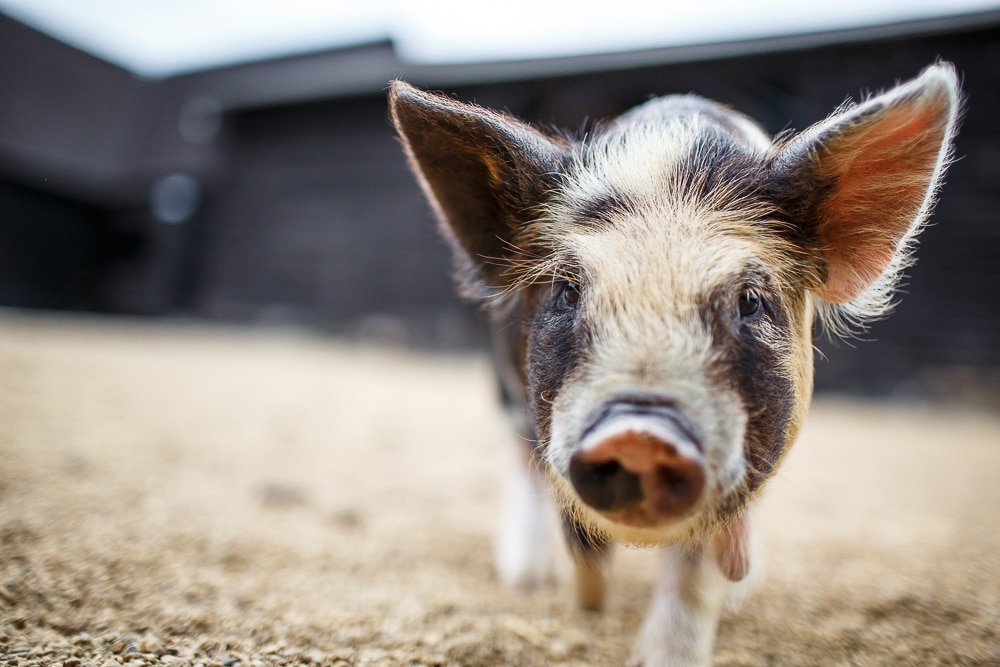Piglet At Wedding Venue