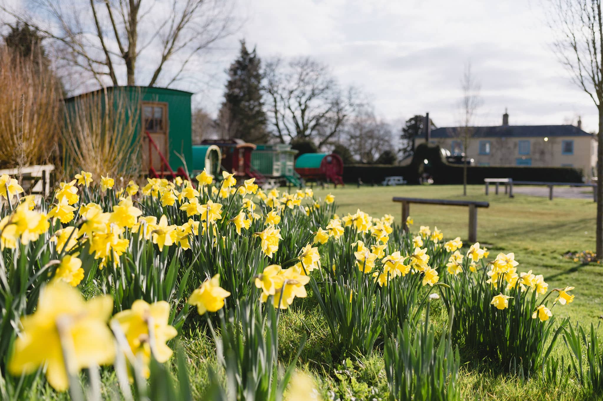 Daffodils at South Farm Countryhouse Wedding Venue