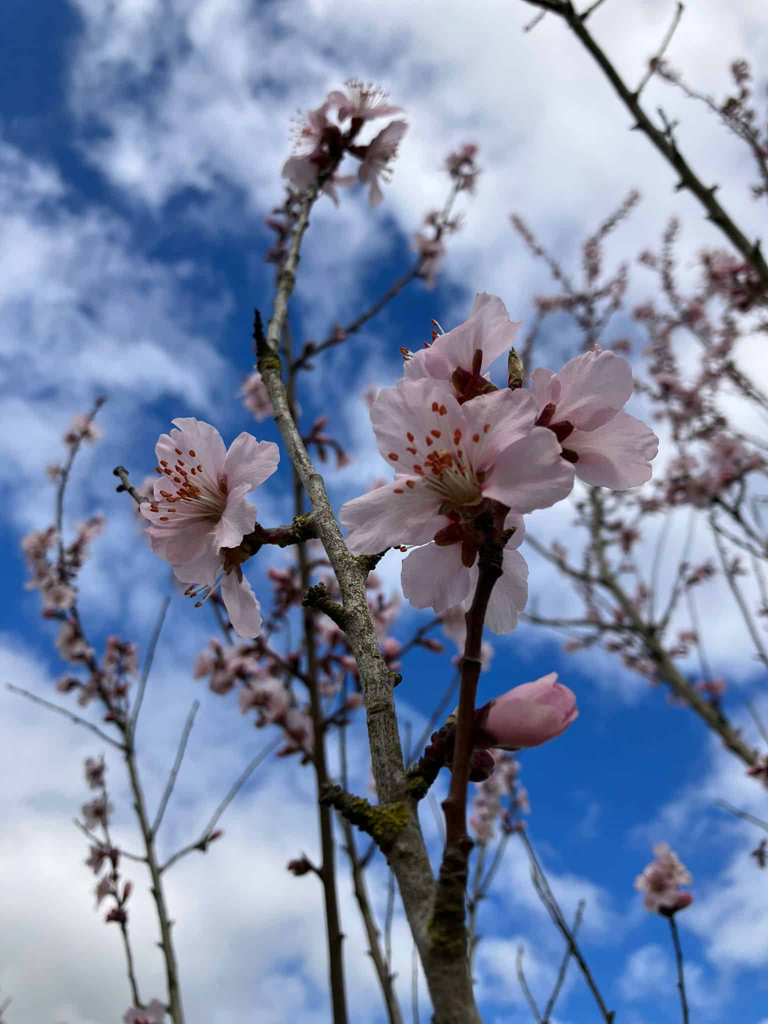 Pink blossom and blue skies