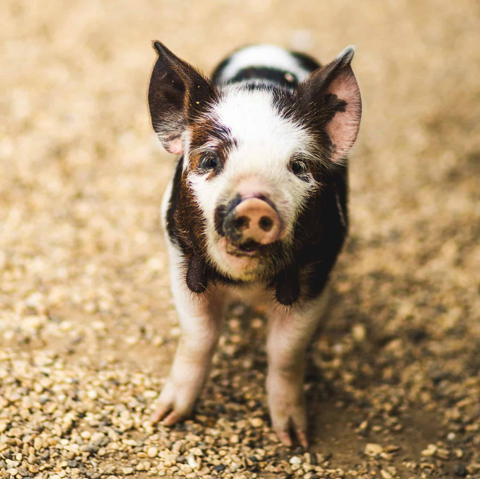 Smiley Piglet at farm wedding venue