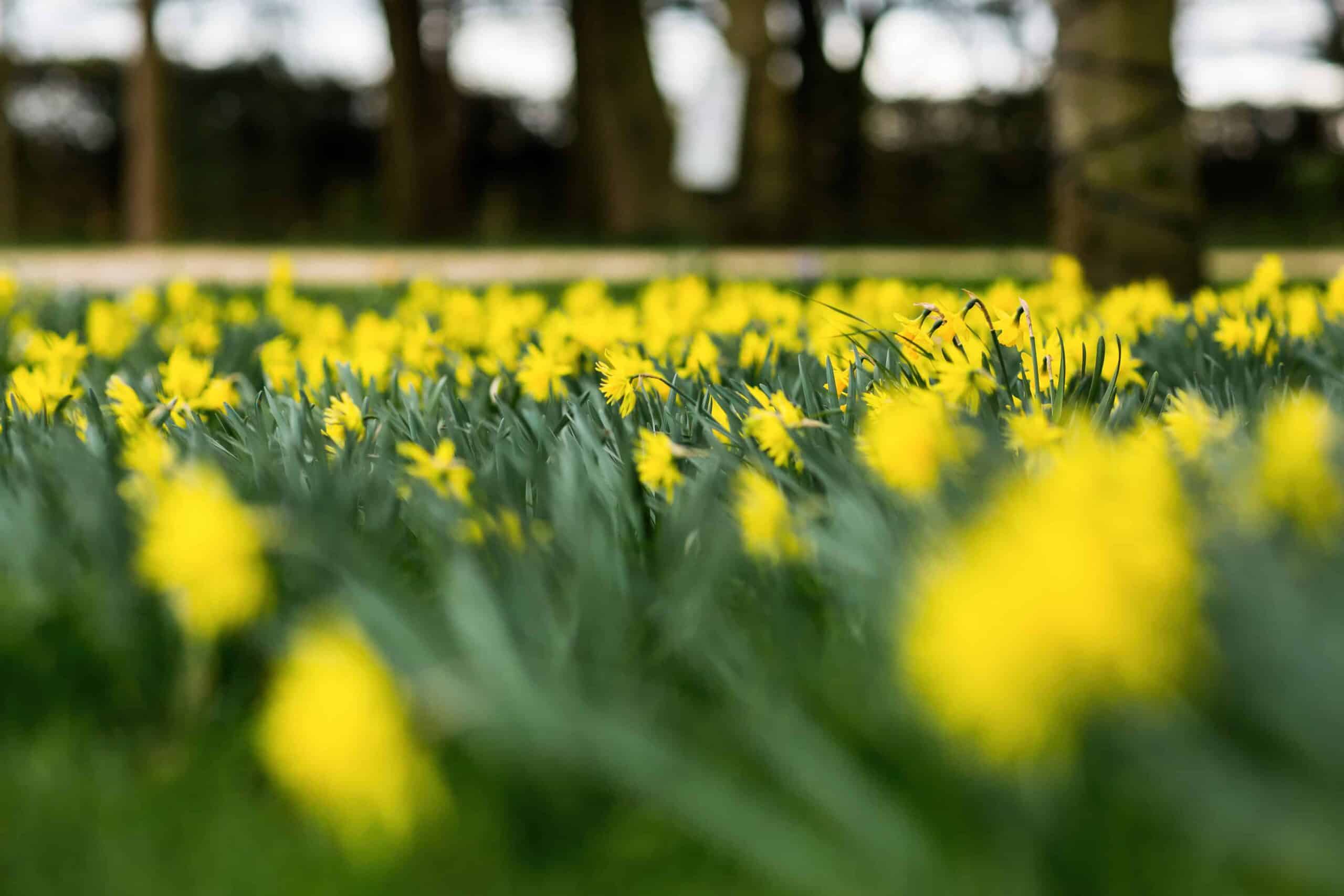 Spring daffodils covering the entire floor at wedding venue in Hertfordshire