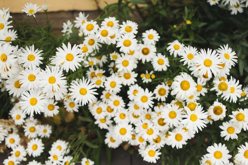 Stunning daisy flowers white petals and yellow centres