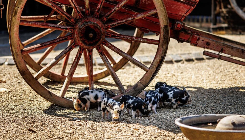 Piglets in a farm yard next to vintage cart