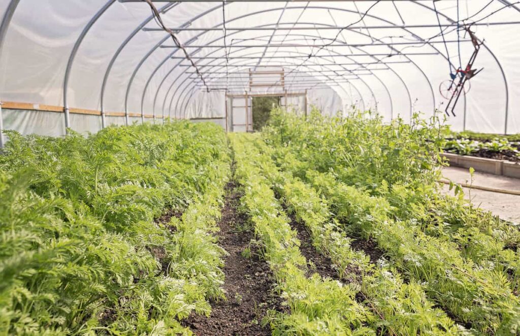 Polytunnels allow for year round cropping