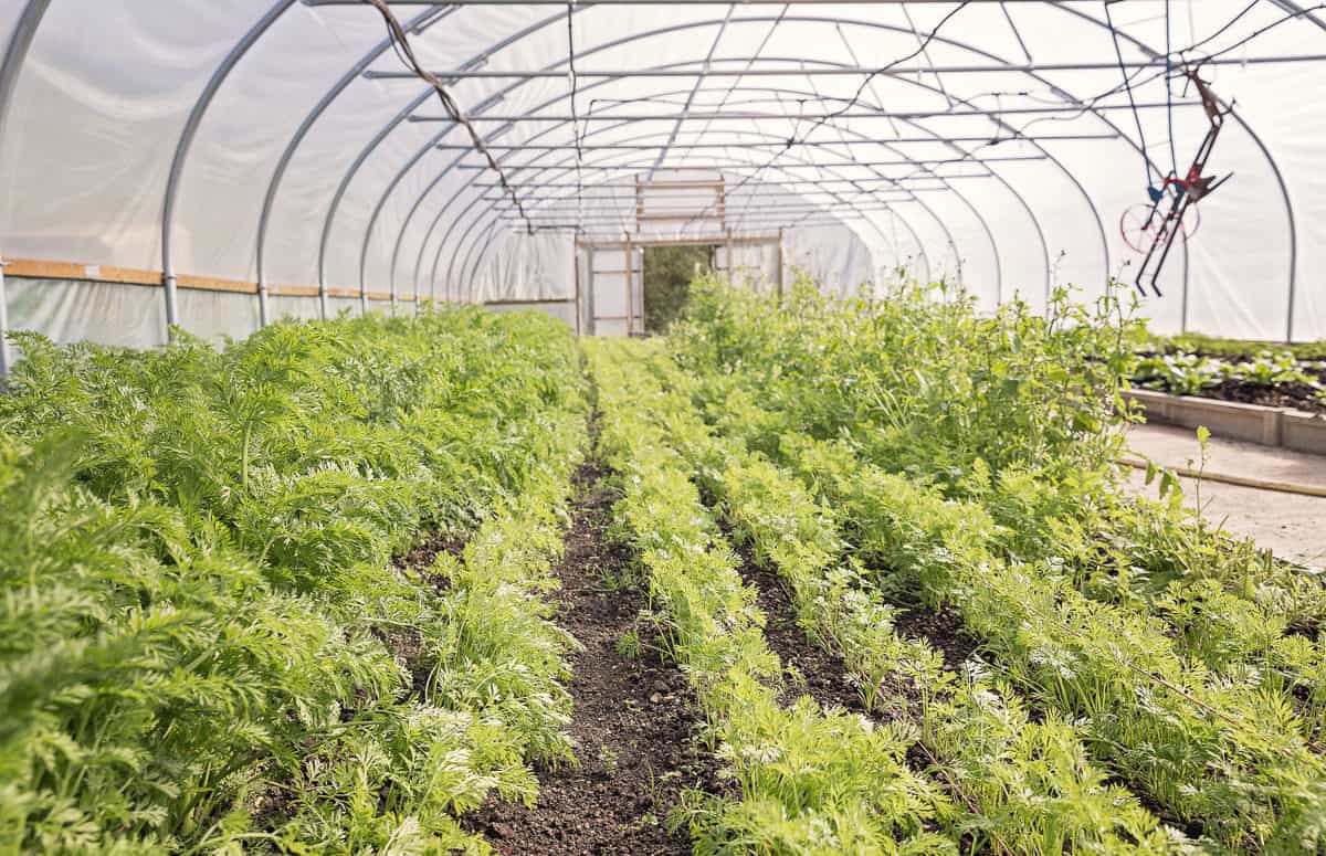 Polytunnels allow for year round cropping
