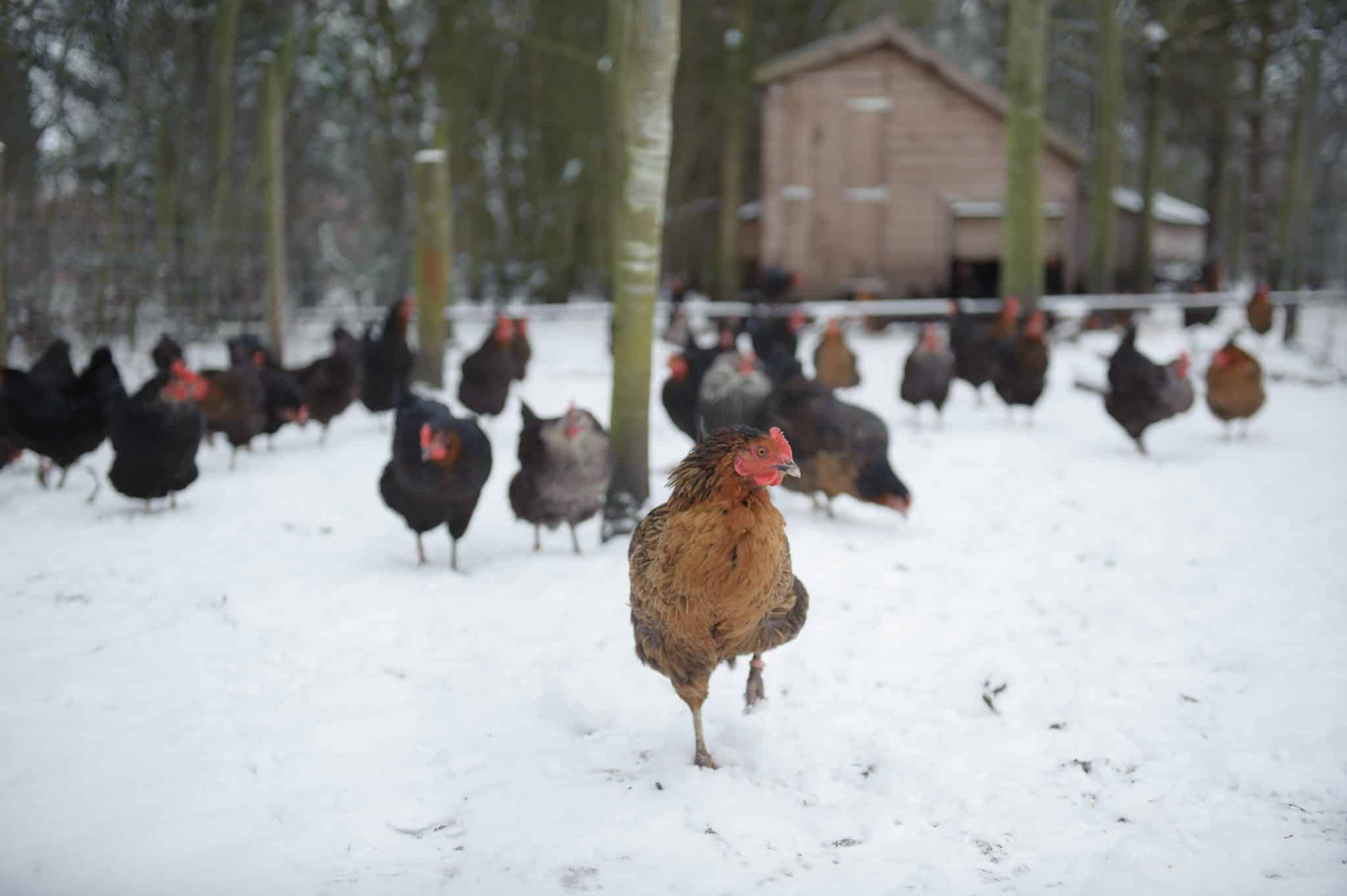 Winter snowly farmyard with chickens