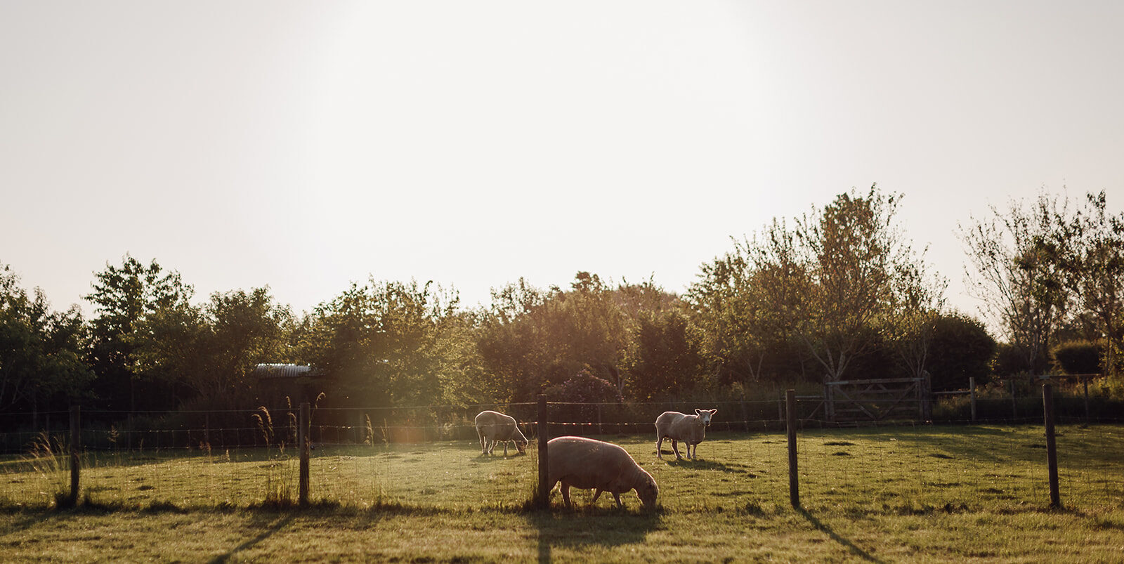 Sheep graze in paddocks at farm wedding venue Hertfordshire
