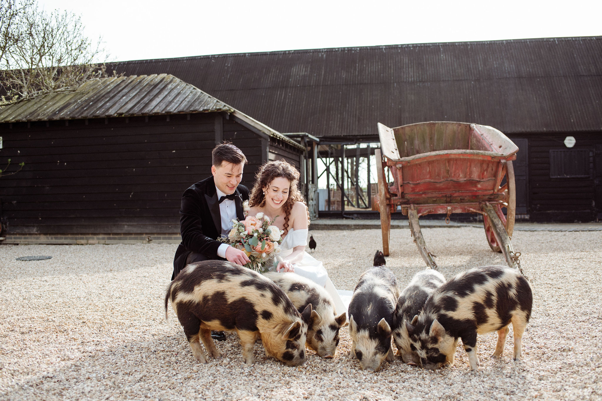 Bride and Groom on wedding day kneeling in farm courtyard surrounded by piglets