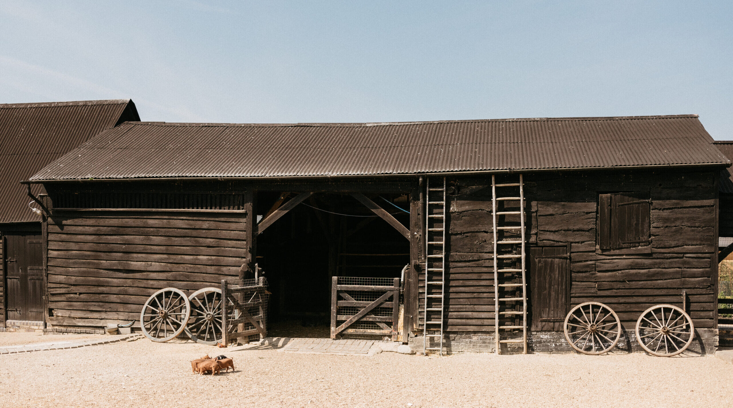 Piglets in courtyard at barn wedding venue with black barn in the background on a summer day