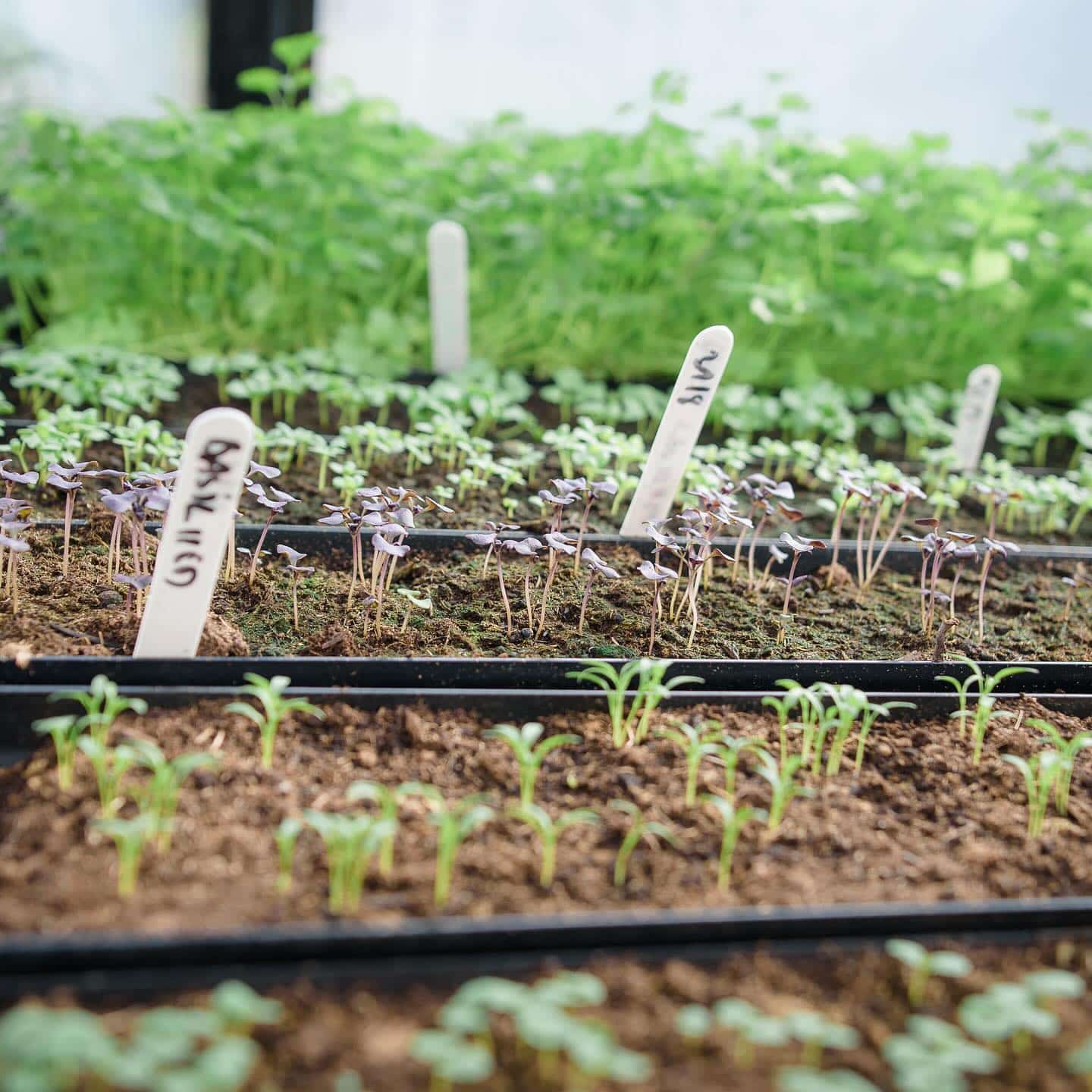 Home grown food at award winning wedding venue