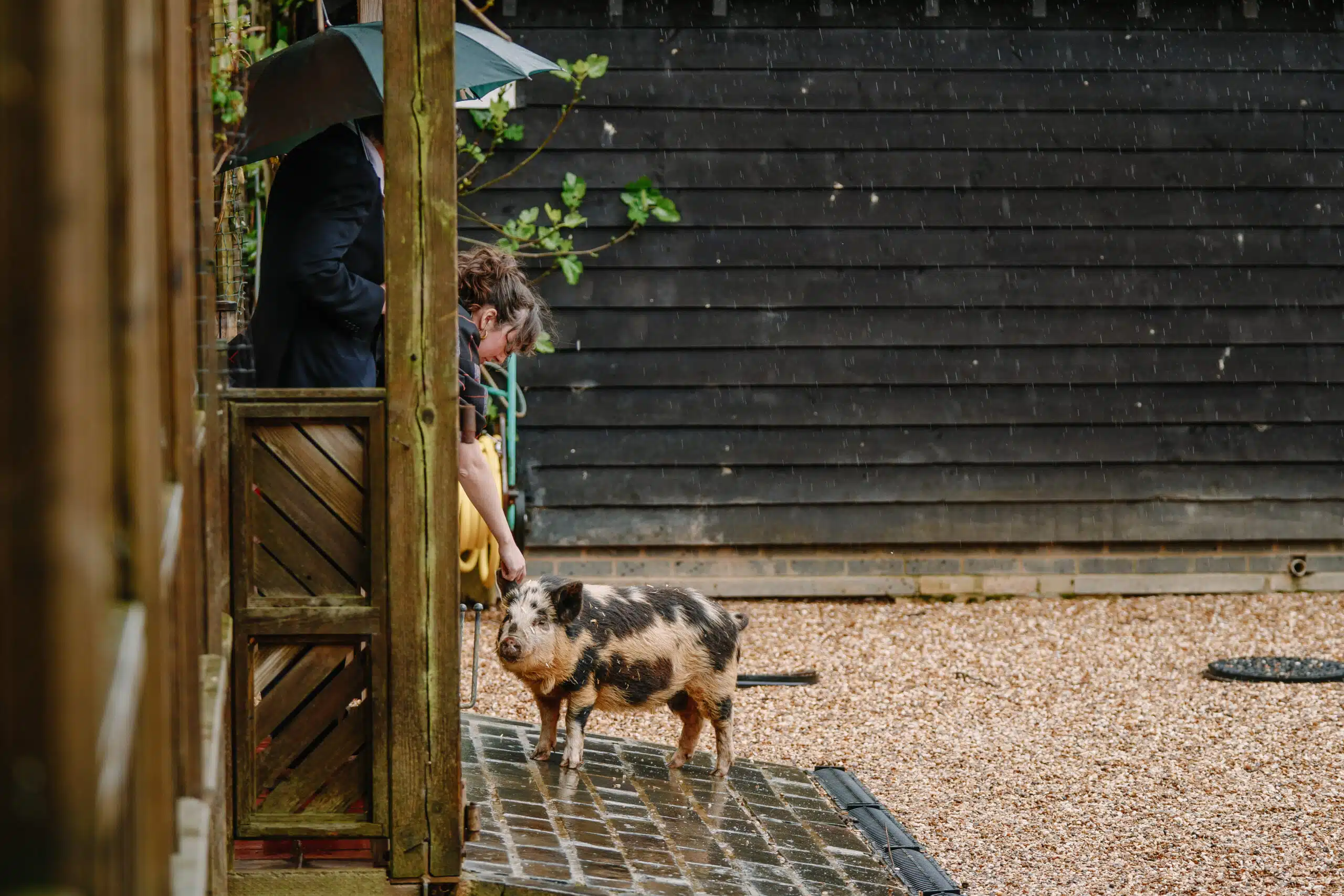 Wedding guests giving the piggies a cuddle at barn wedding venue based in Hertfordshire / Cambridgshire