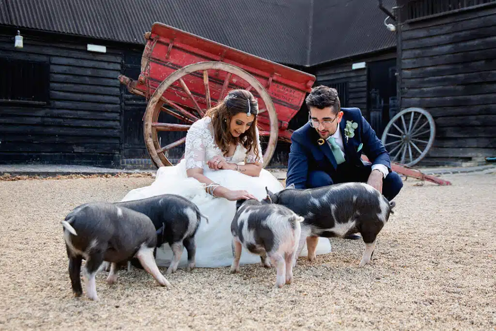 Bride and Groom enjoying a fun moment on their wedding day in South Farm's farmyard surrounded by pigs