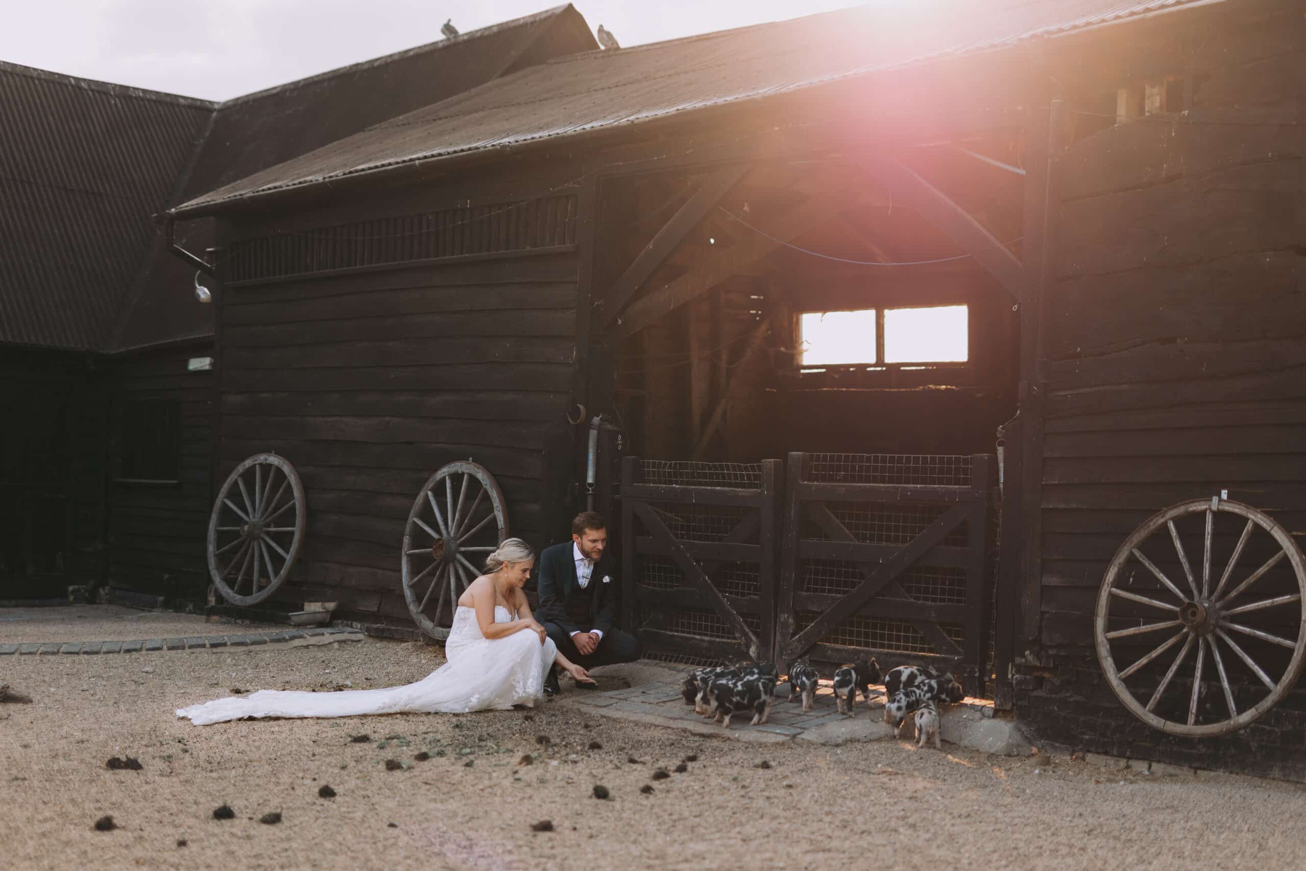 Bride and Groom in Farmyard with piggies during golden hour