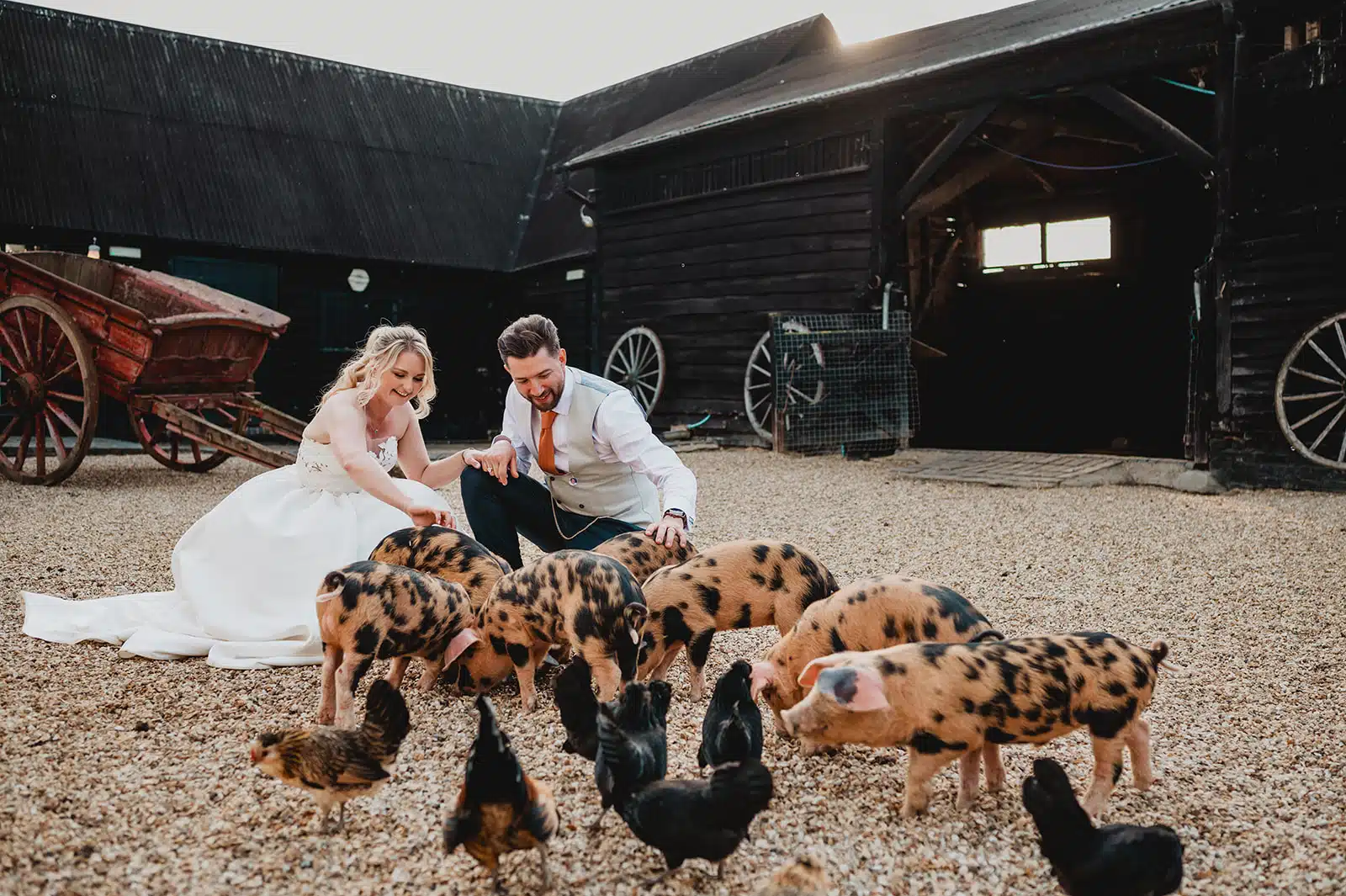 The Bride and Groom having a photoshoot with charming piglets and chickens at Farm wedding venue based in Hertfordshire