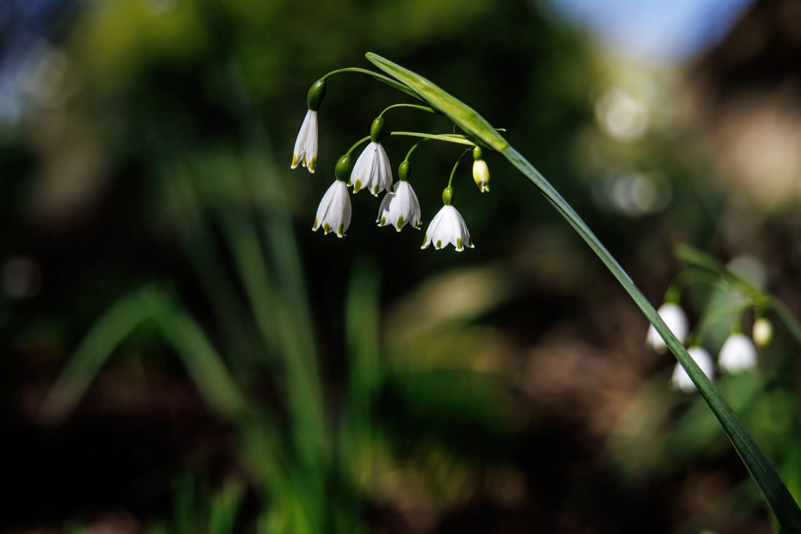 Snowdrop