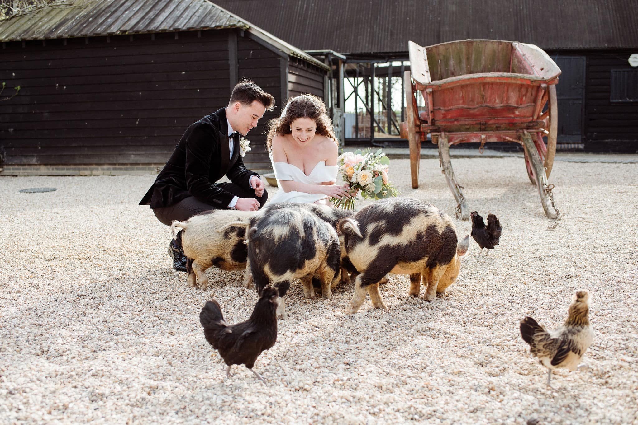 Bride and Groom feeding the South farm piggies at barn style wedding venue in Cambridgshire
